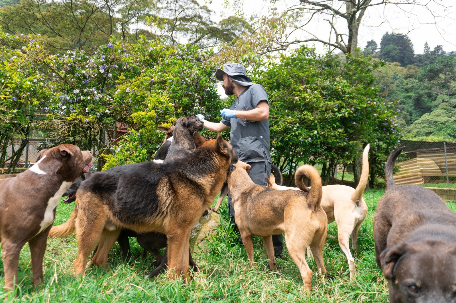 Habrá adoptatón de La Perla este domingo en Plaza Mayor