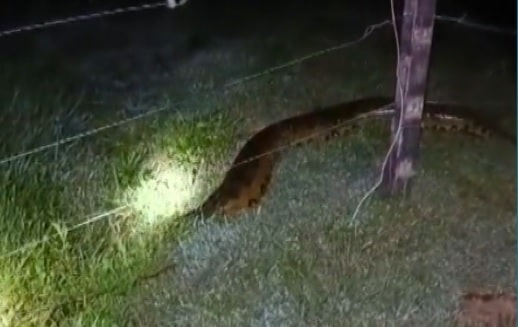 Habitantes grabaron el paso de una anaconda en Puerto Nare 