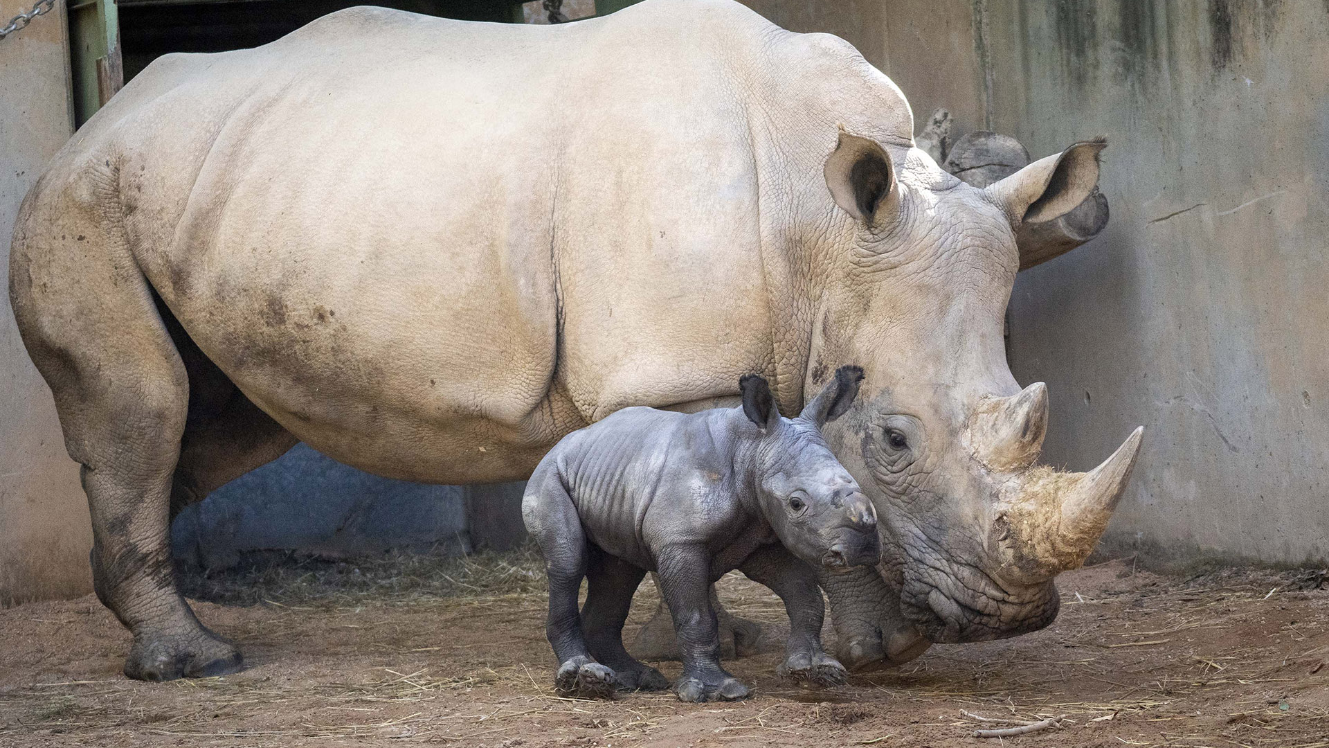 Así es la cría de rinoceronte blanco que nació en zoológico de España