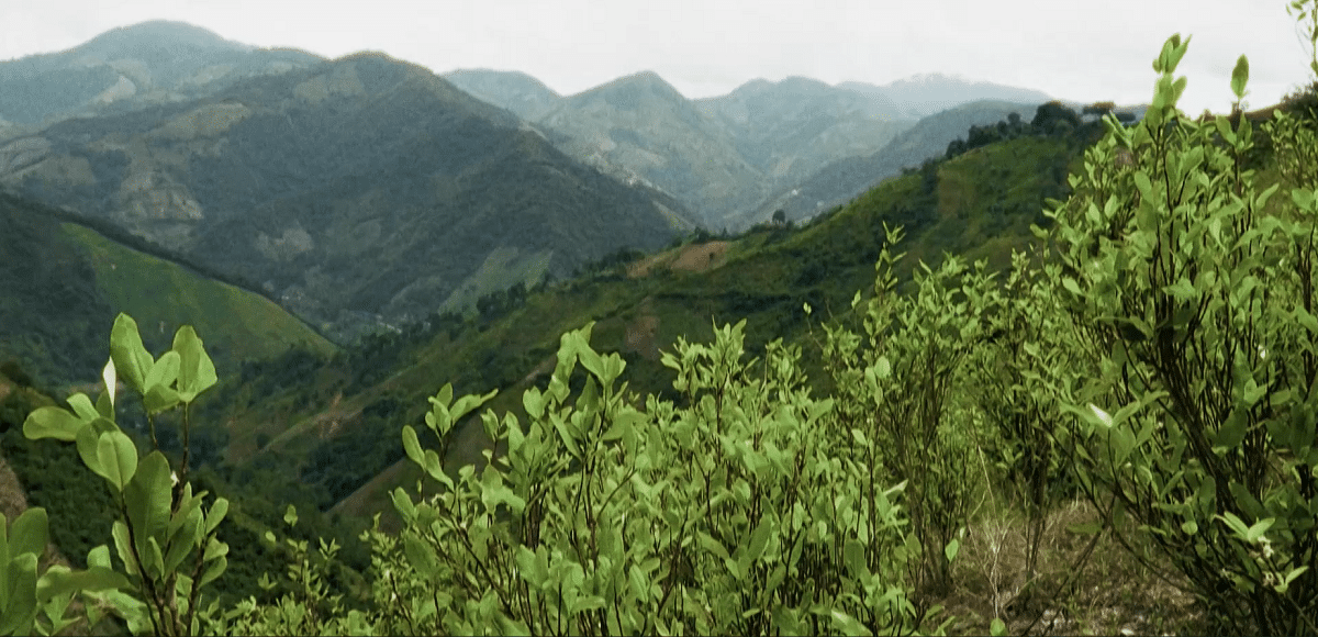 Sembrando el pasado: la expansión de la coca en Colombia - En Profundidad