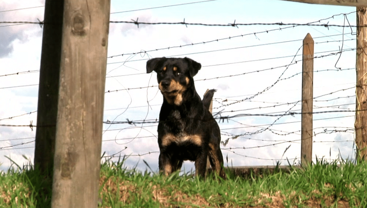 Indignación y rechazo nacional por brutal agresión a un perro registrada en video
