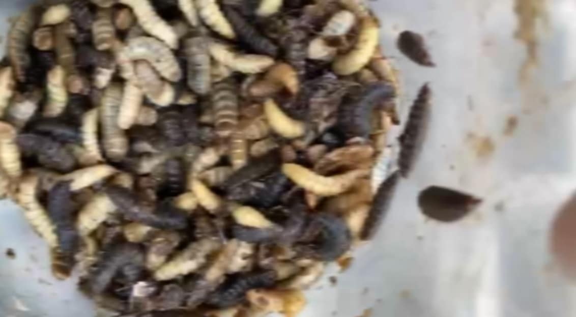 Larvas como alimento y abono, la propuesta de investigadores de la UdeA