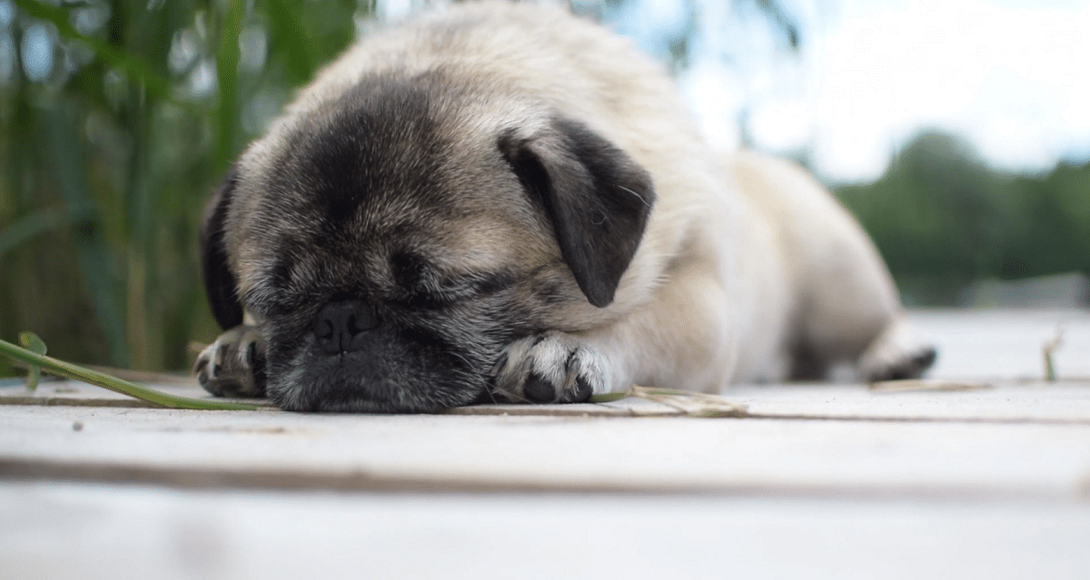 Preocupación por los recientes casos de maltrato animal, el llamado es a denunciar