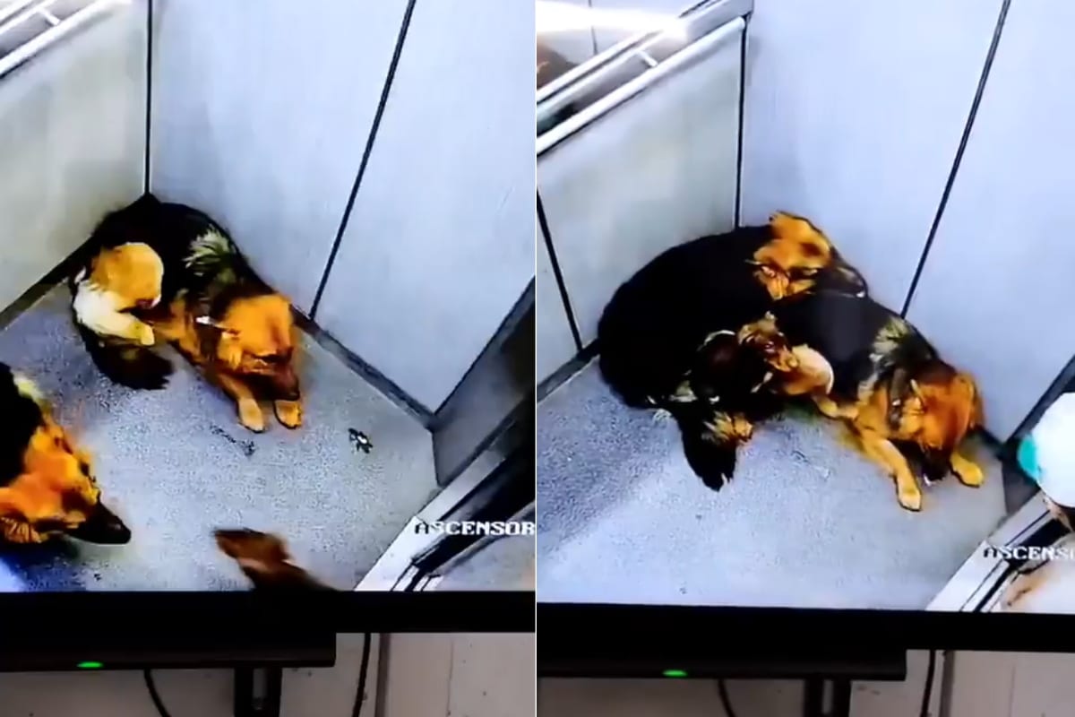 Video captó otra brutal agresión contra un perro, ocurrió en La Estrella