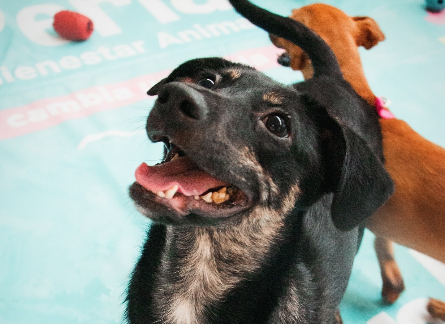 Medellín firma el manifiesto antipólvora, un compromiso por los animales