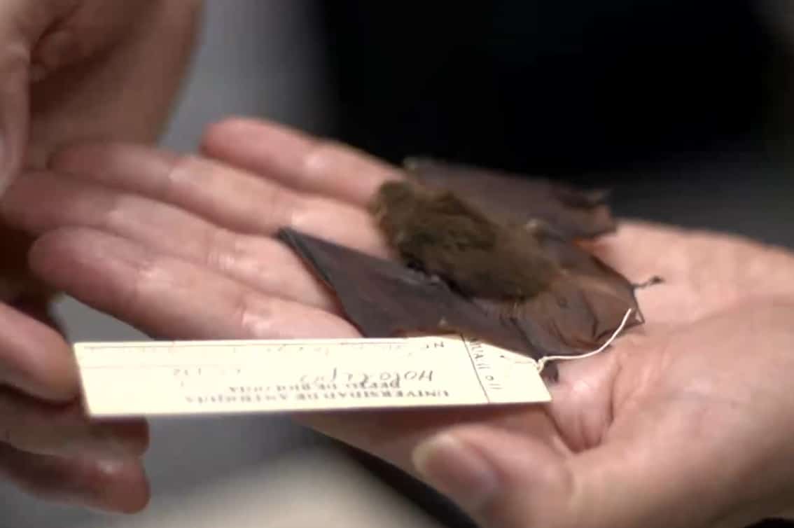 Redescubren el “murciélago paisa”, especie que se creía desaparecida hace más de 20 años