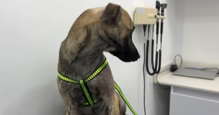 La mirada de la bondad: esta es la historia de Bizcocho, que fue víctima de maltrato animal