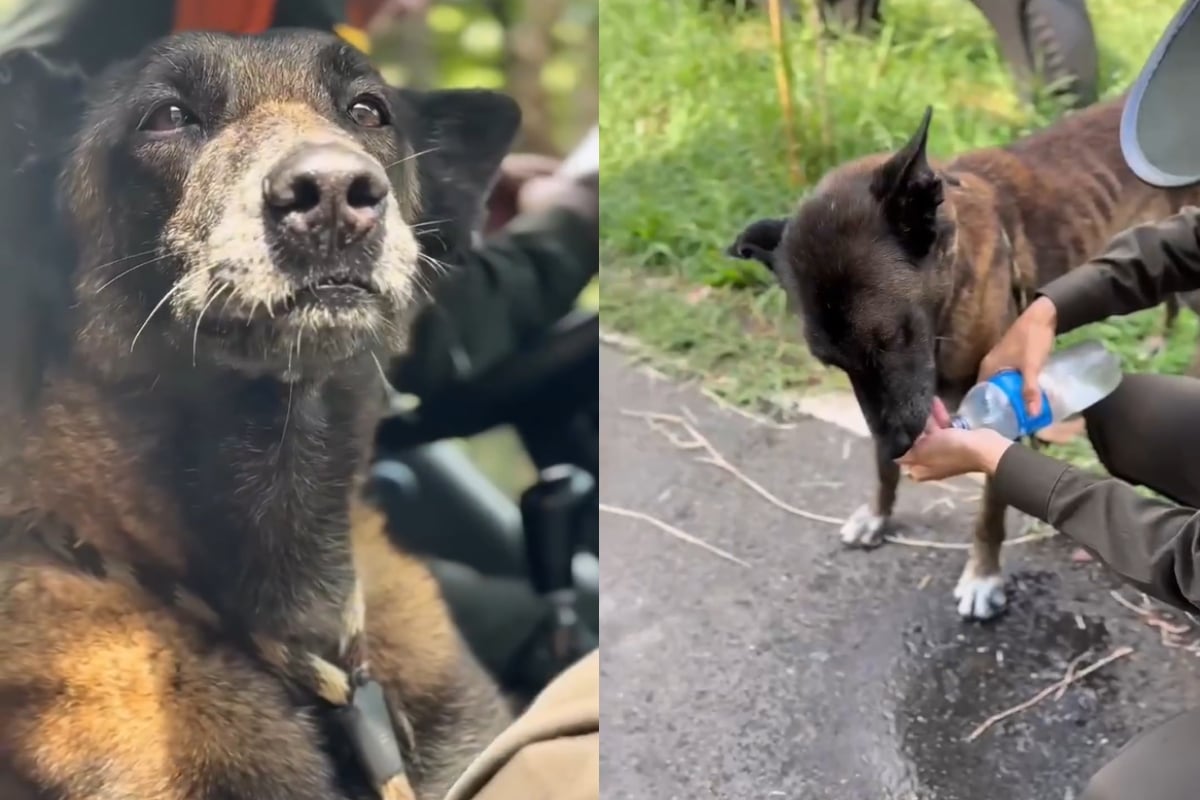 [Video] Policías conmueven las redes tras rescatar un perrito viejo en las calles