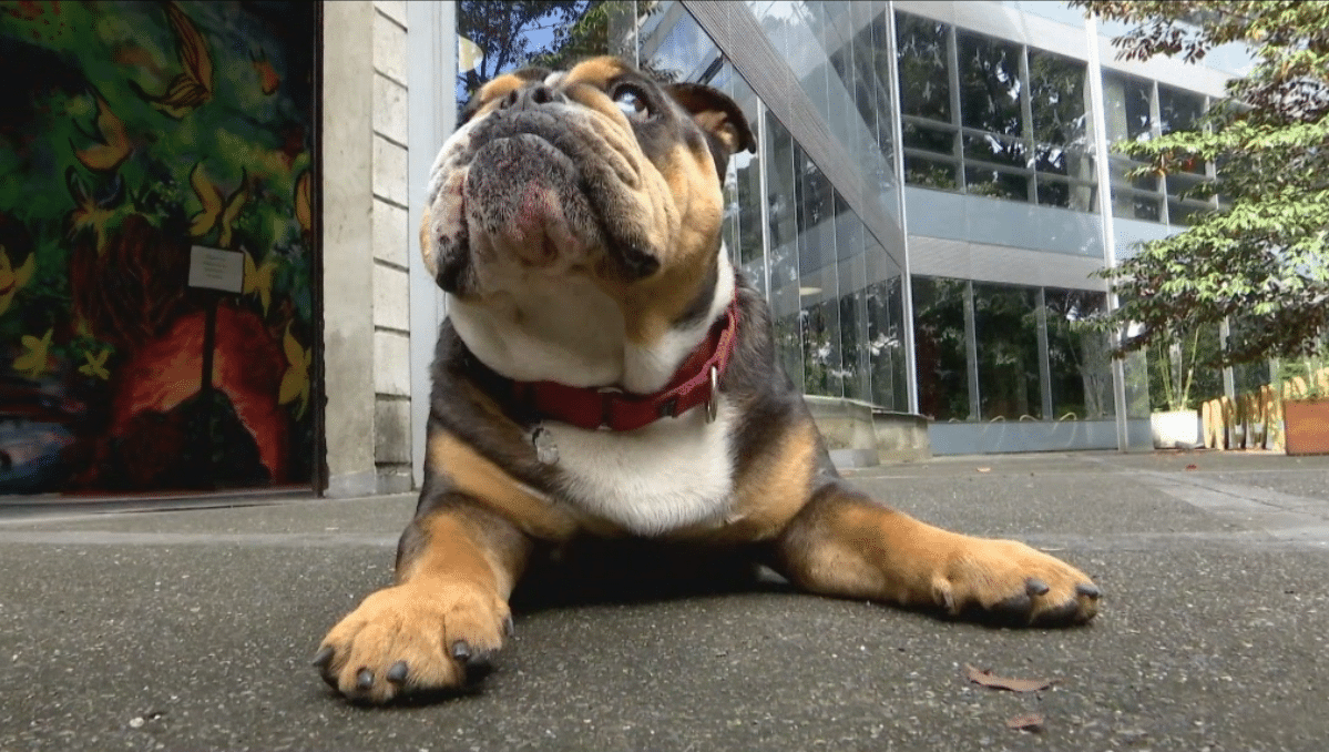 Conozca a Yoyo, el perrito profesor de la Escuela de la Felicidad Canina