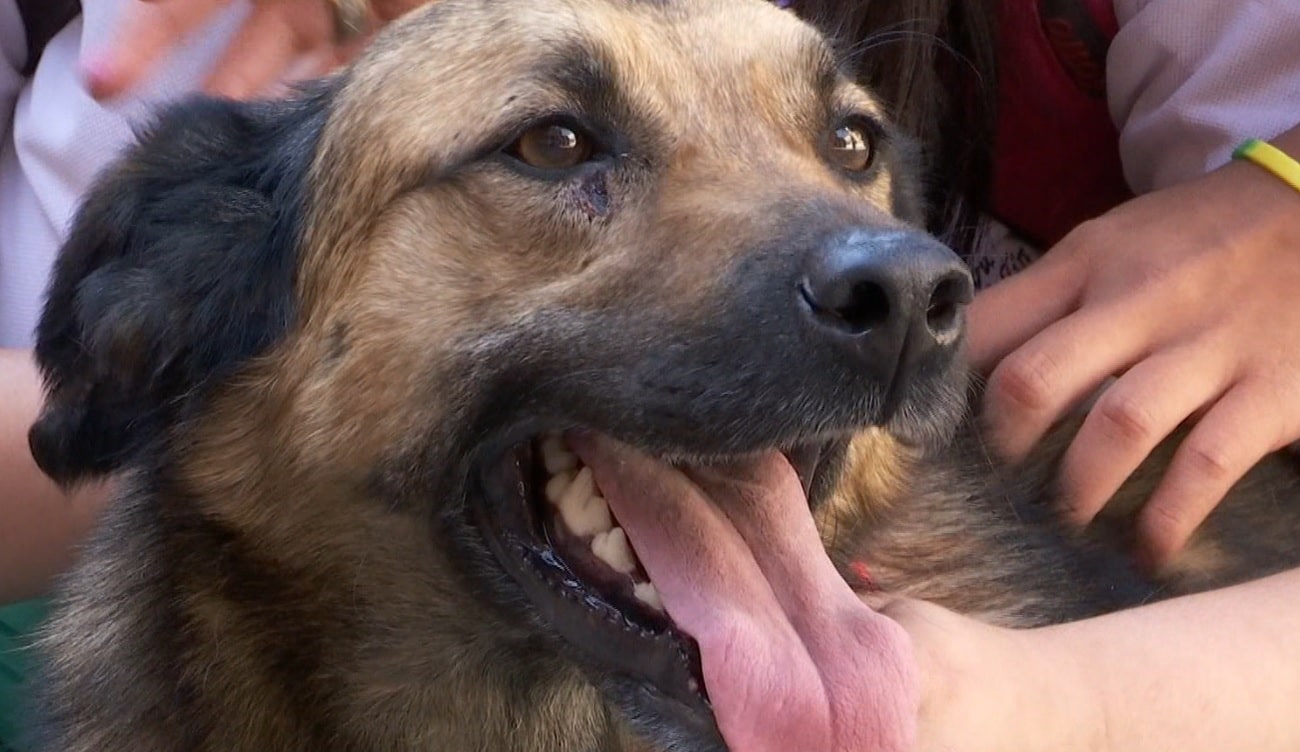 Alerta en Medellín por incremento de acumulación compulsiva de animales