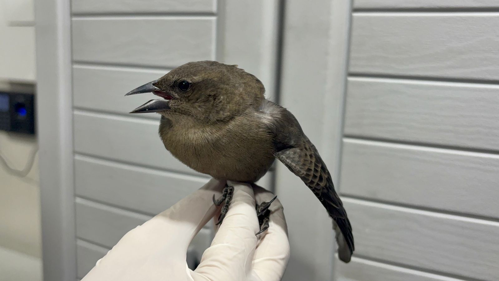 Área Metropolitana recibió los primeros animales afectados por la pólvora en el Valle de Aburrá, uno murió