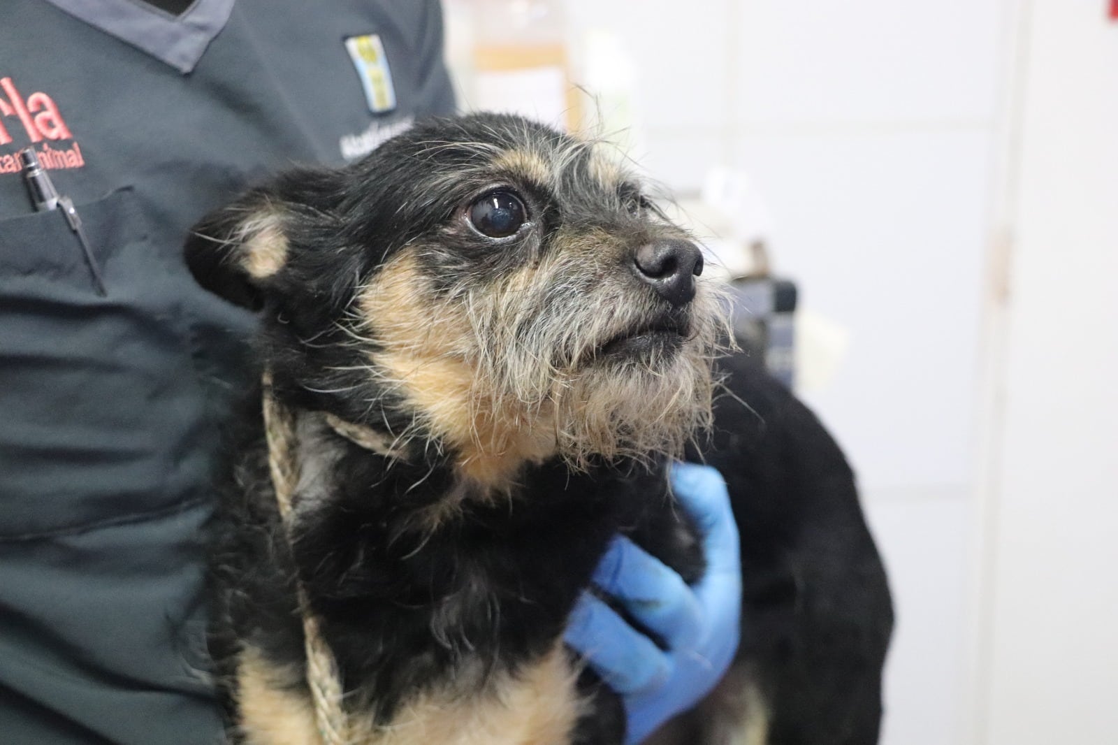 Autoridades rescataron a 16 gatos y 30 perros durante operativo contra la acumulación irregular en San Antonio de Prado 