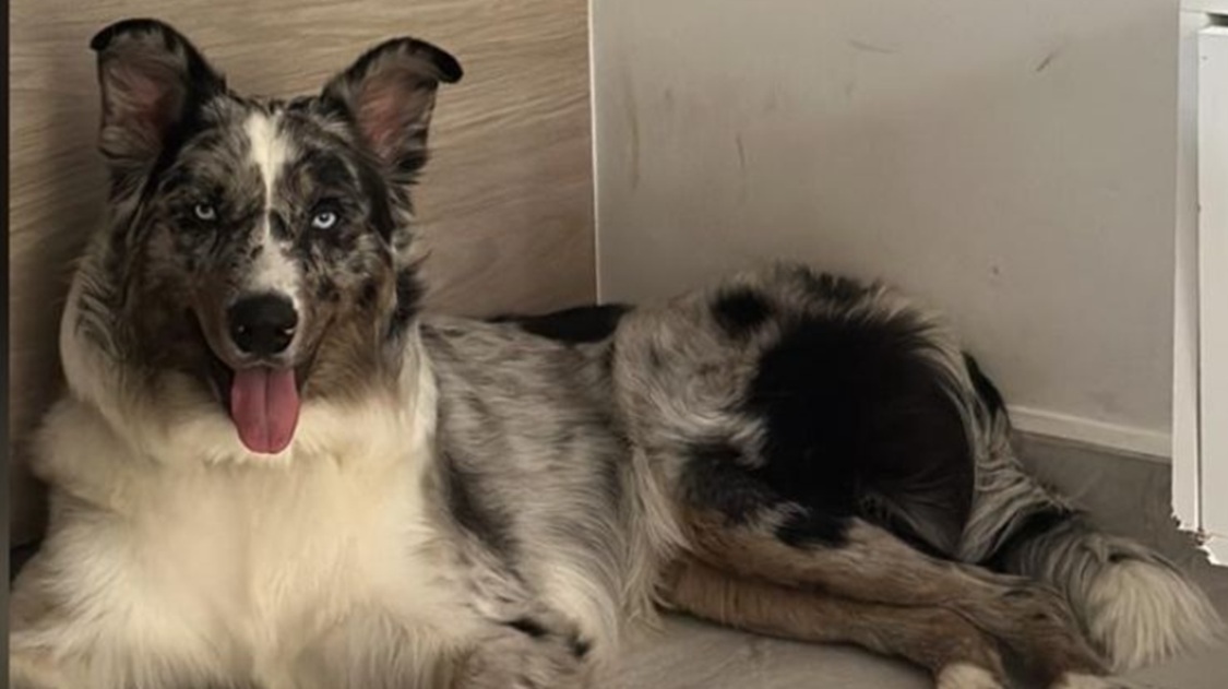 La búsqueda de Benji, un perro perdido en el barrio Girardot de Medellín