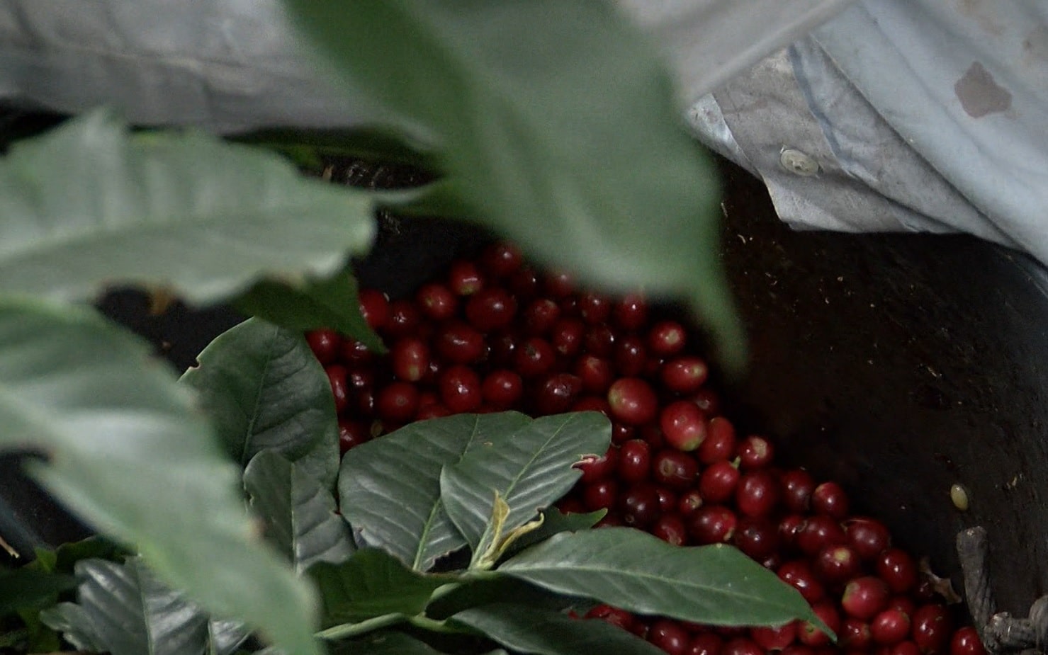 Caficultores denunciaron robo de café en Betulia