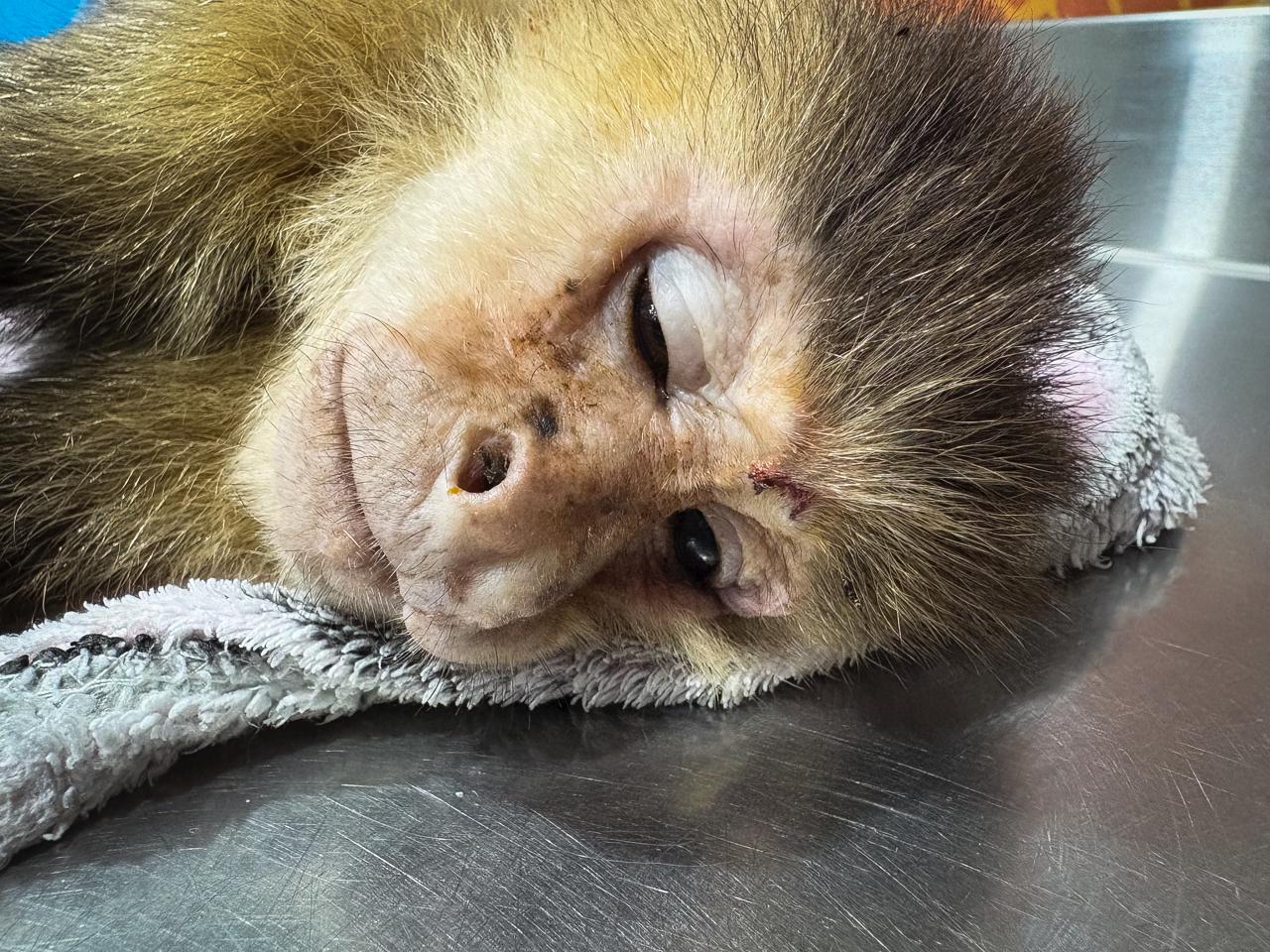 Con desnutrición y signos de maltrato, así rescataron a una mono capuchino en Medellín