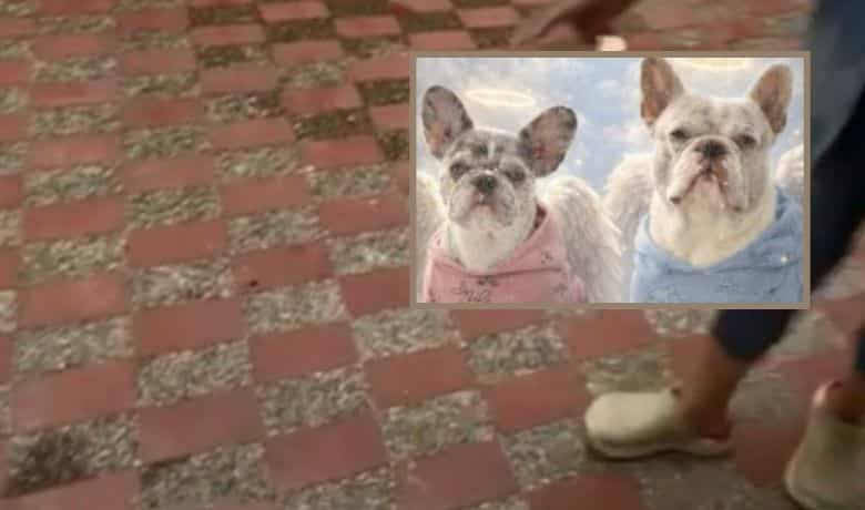 Dolor en Navidad: dos perritos aparecieron muertos en el patio de una vivienda en Medellín