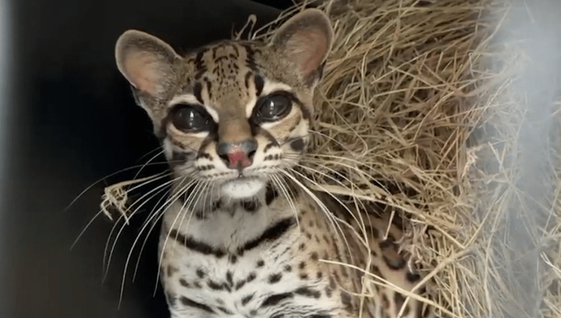 Felino que había sido víctima de tráfico ilegal, se recuperó y regresó a su hábitat natural