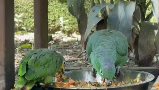 Las acciones por los animales en el Parque de la Conservación