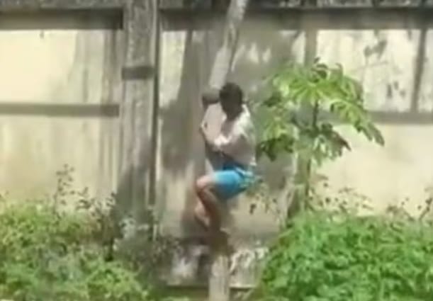 Leona mató a joven que ingresó a su recinto en zoológico de Brasil