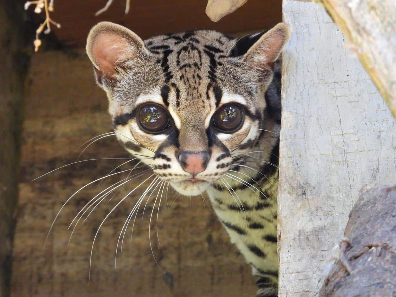 Margay fue rescatado del cautiverio y liberado en su hábitat natural 