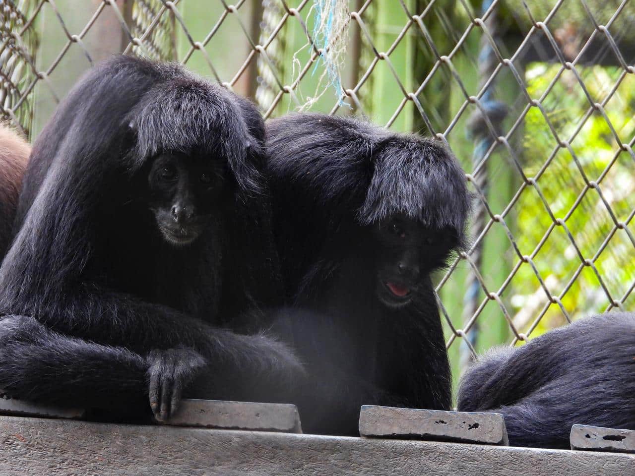 Monos araña fueron reubicados en parque de después de ser víctimas de trata ilegal