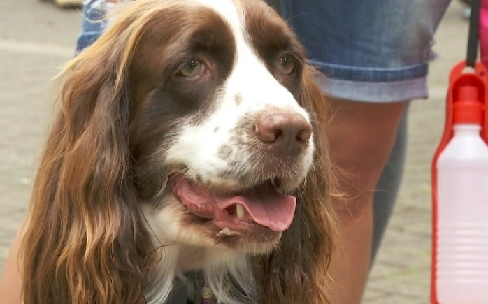 ¿Qué hacer con las mascotas ante la pólvora?