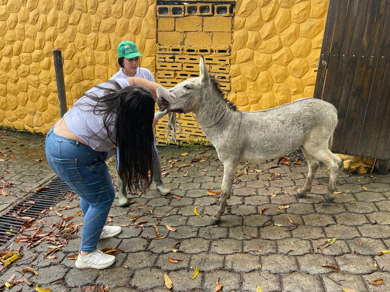 Rescatan a burro que era víctima de maltrato animal en Bello