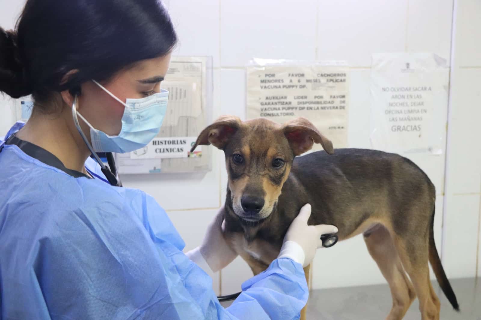 Un llamado a la adopción responsable de animales hacen las autoridades para este diciembre