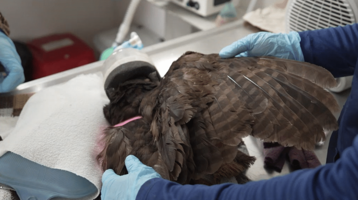 Durante este año más de 120 animales fueron atropellados en vías de Antioquia