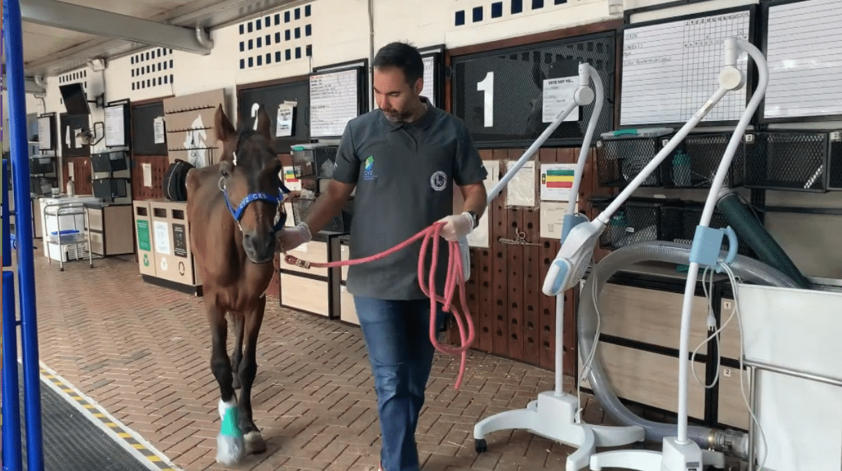 Realizan compleja cirugía de Fénix, caballo rescatado por el cantante Jhonny Rivera
