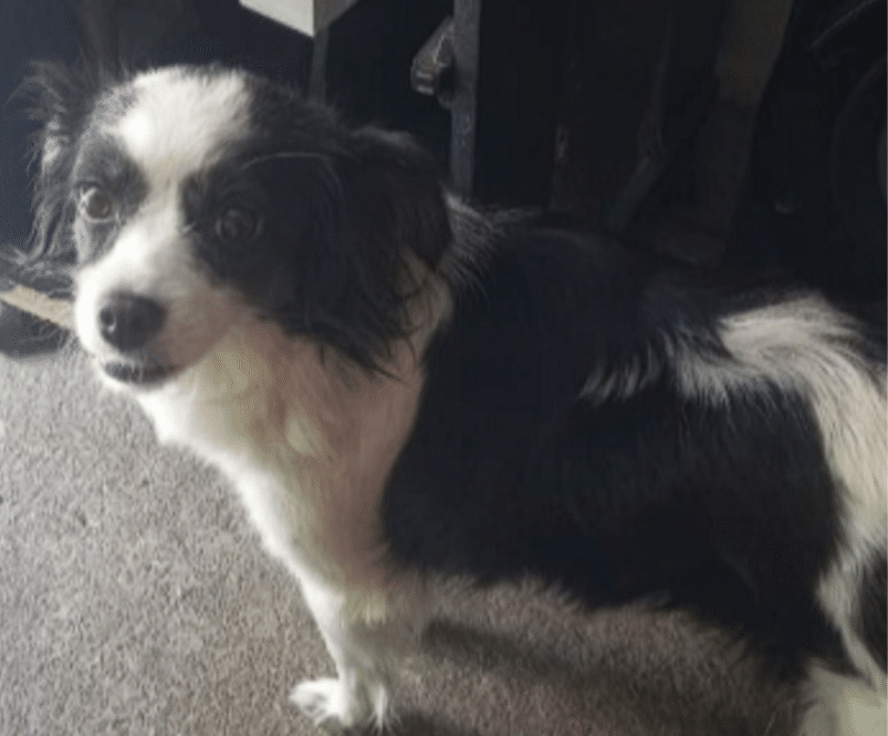 En Medellín han muerto cinco animales por culpa de la pólvora en lo que va de diciembre