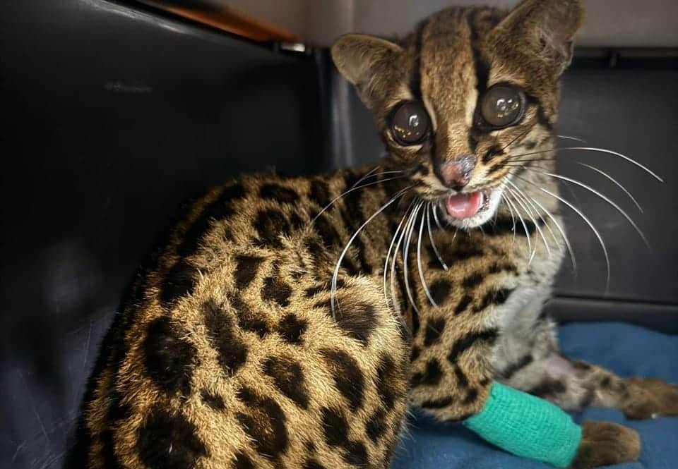 Atienden y recuperan a tigrillo lanudo encontrado en una vía pública de Itagüí