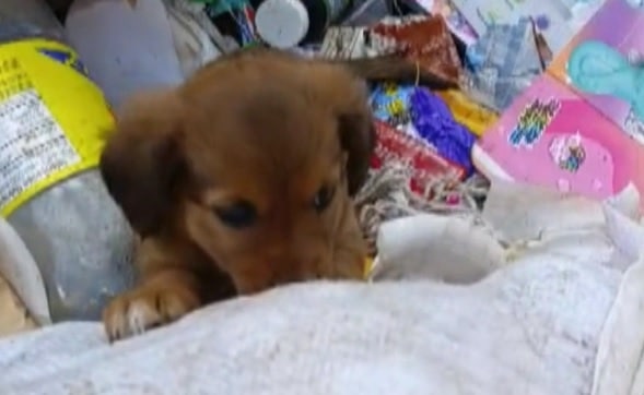 La vida le dio otra oportunidad: rescatan a cachorrita que fue lanzada a la basura