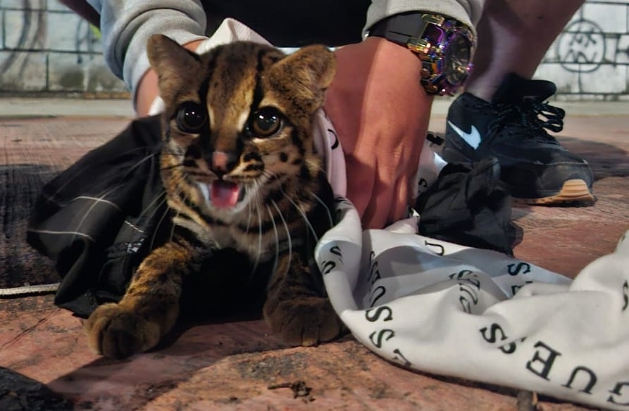 Rescatan a un tigrillo que deambulaba por las calles de Itagüí