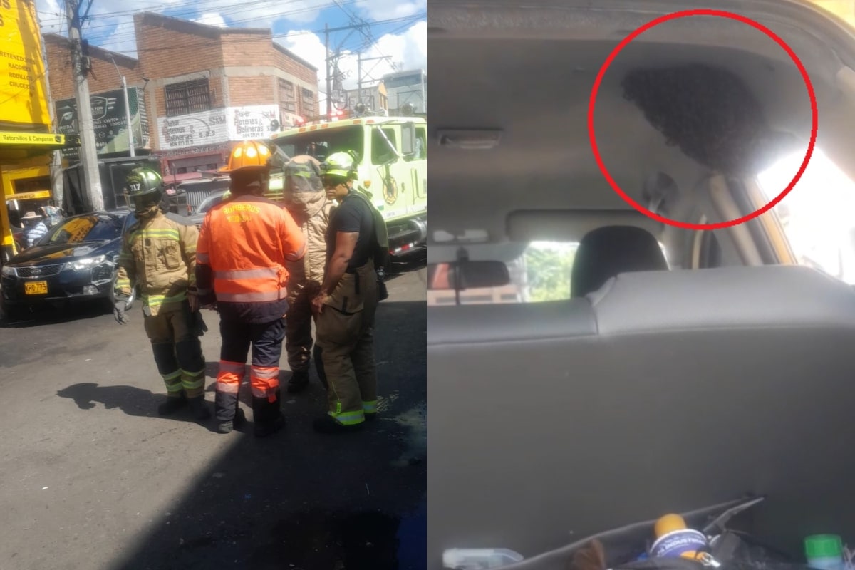 ¡Qué susto! Al interior de un taxi hallan un panal de abejas