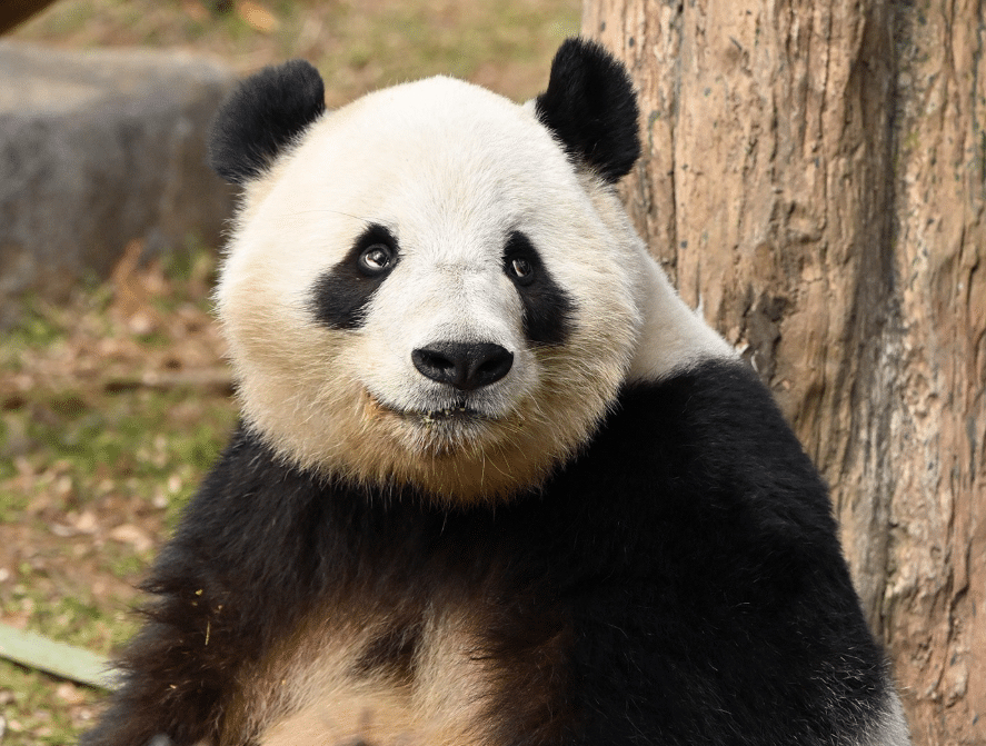 Tristeza en Japón al despedir sus últimos pandas antes de regresarlos a China