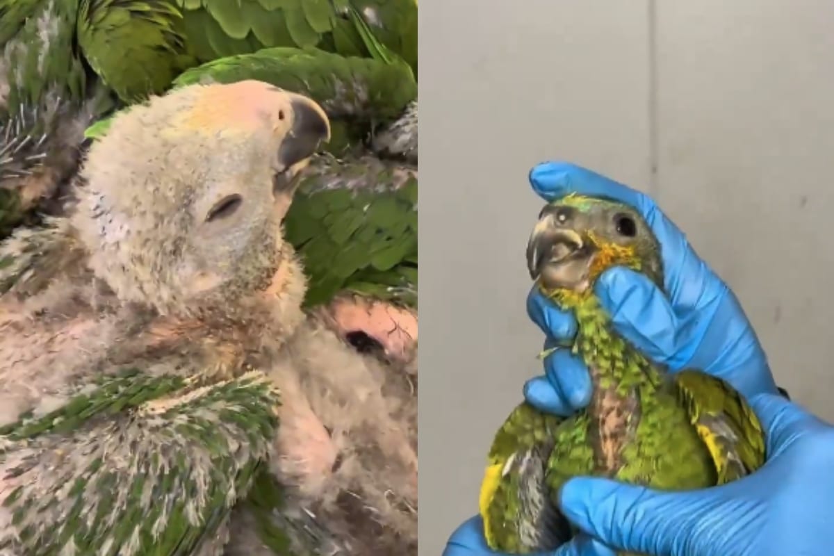 Incautan a 18 pichones de loro transportados en un bus como encomienda