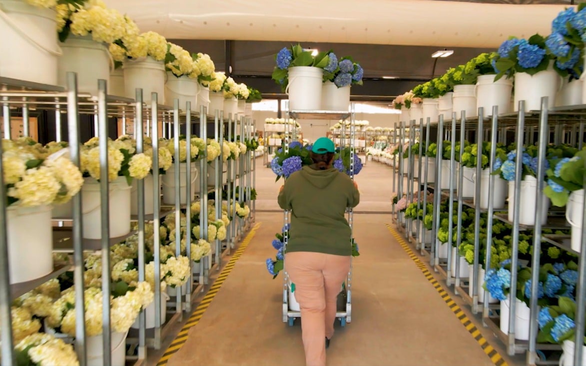 900 millones de tallos de flores salieron de Colombia para enamorar en San Valentín