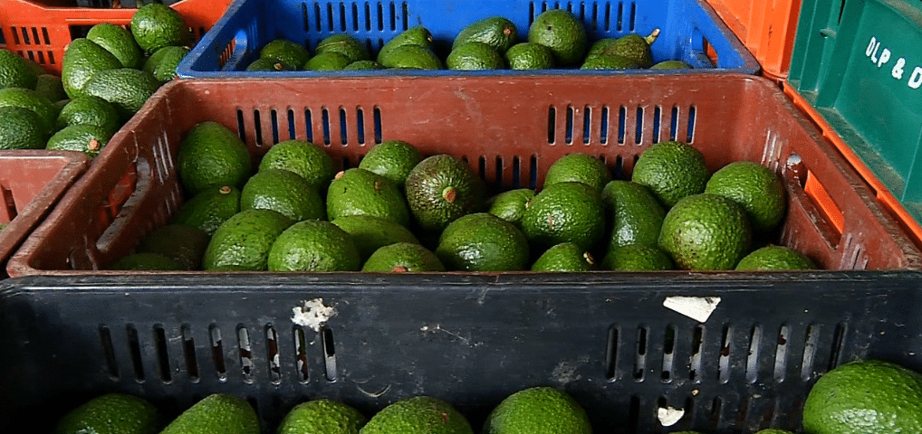Aguacate hass colombiano será uno de los protagonistas en el Super Bowl