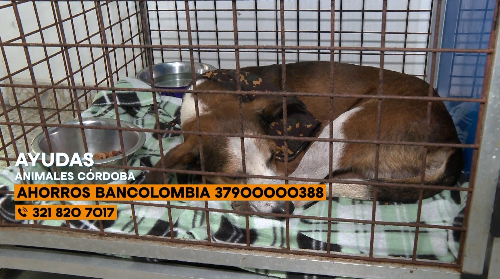 Fundaciones unen esfuerzos para rescatar animales en Córdoba