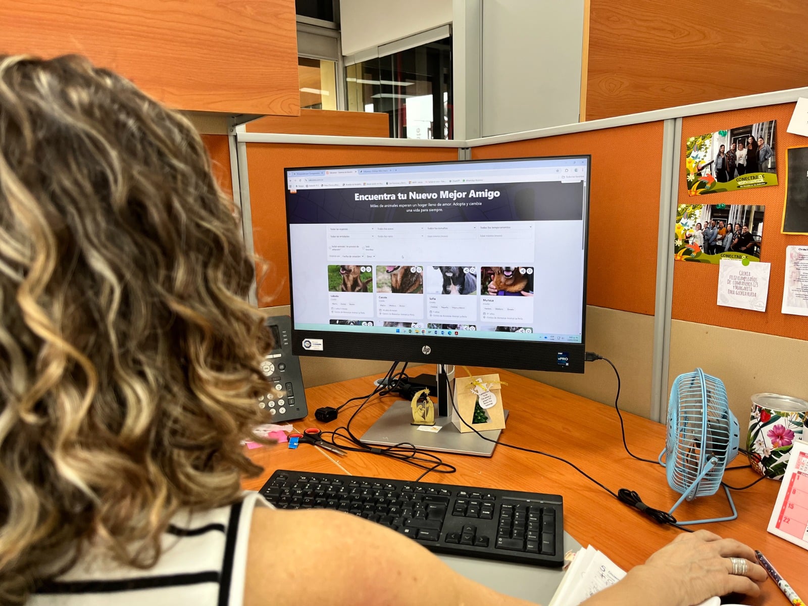 Medellín lanza la aplicación SabueSOS para facilitar la adopción de mascotas