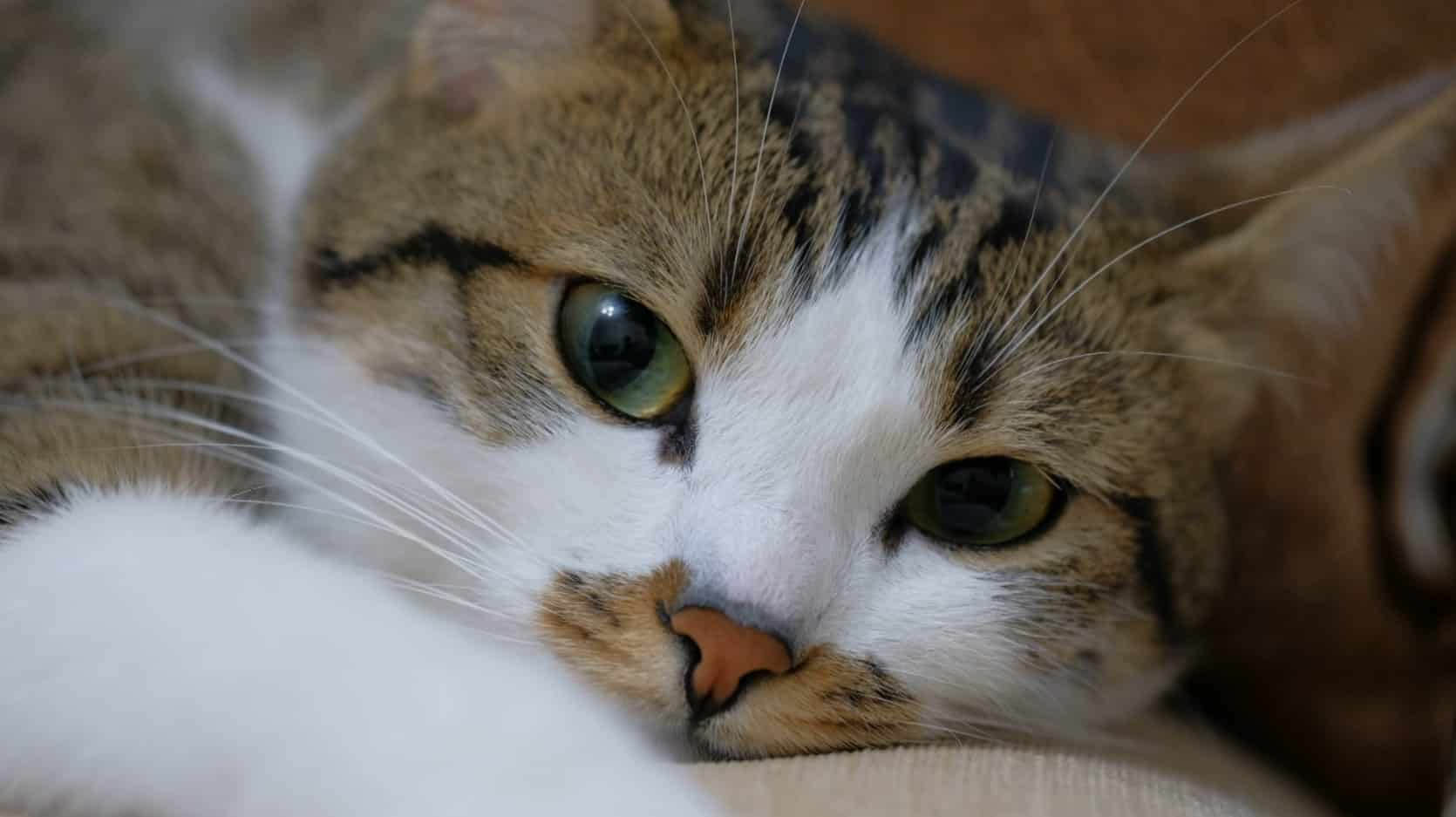 Día internacional del gato: una fecha para consentir a los 'michis' de la casa