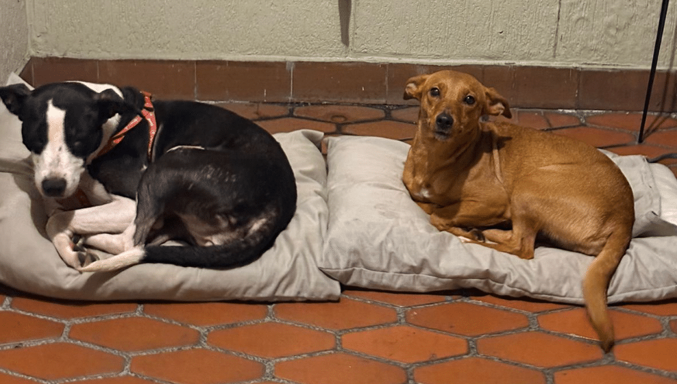 Dos perritas que fueron abandonadas donde las cuidaban por horas buscan hogar definitivo