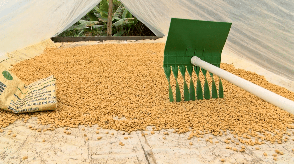 El café superó al carbón y es uno de los principales productos que se exporta en el país