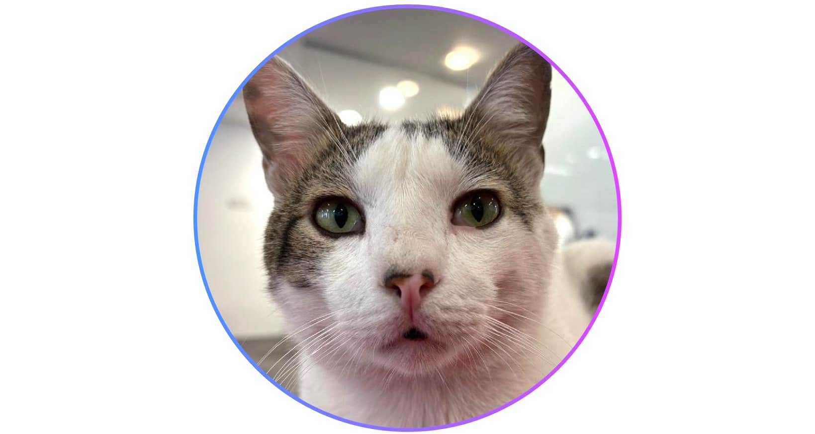 Pontificio, el gato que se graduó en amor incondicional en la UPB