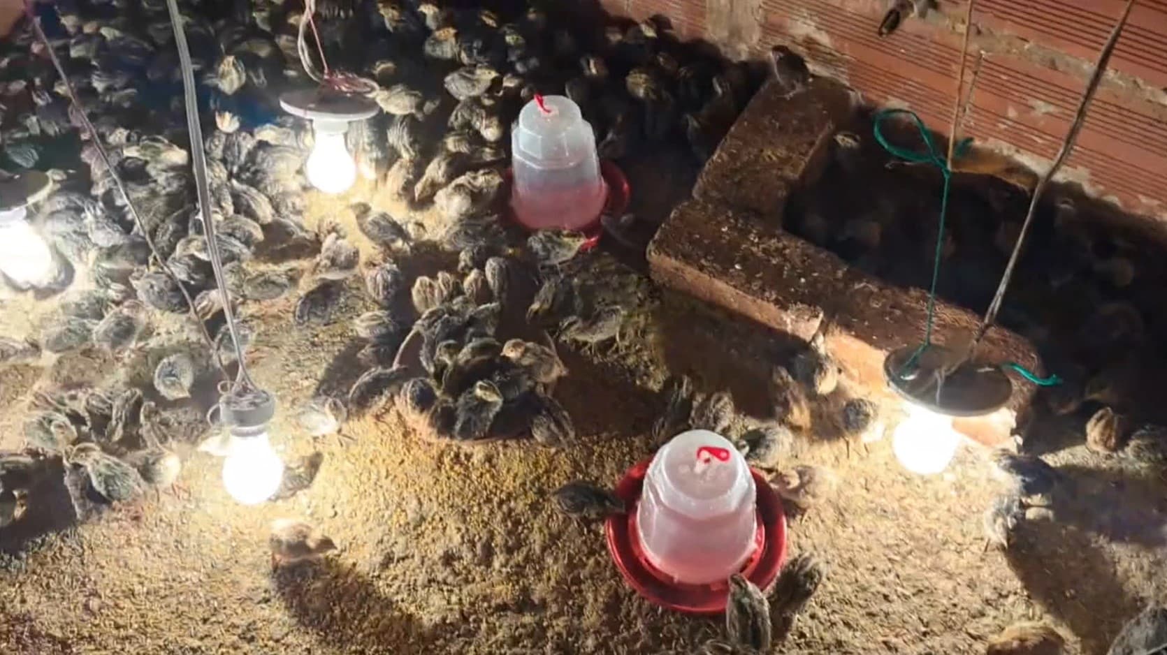 Controversia en Fredonia por granja avícola y sus efectos en la comunidad