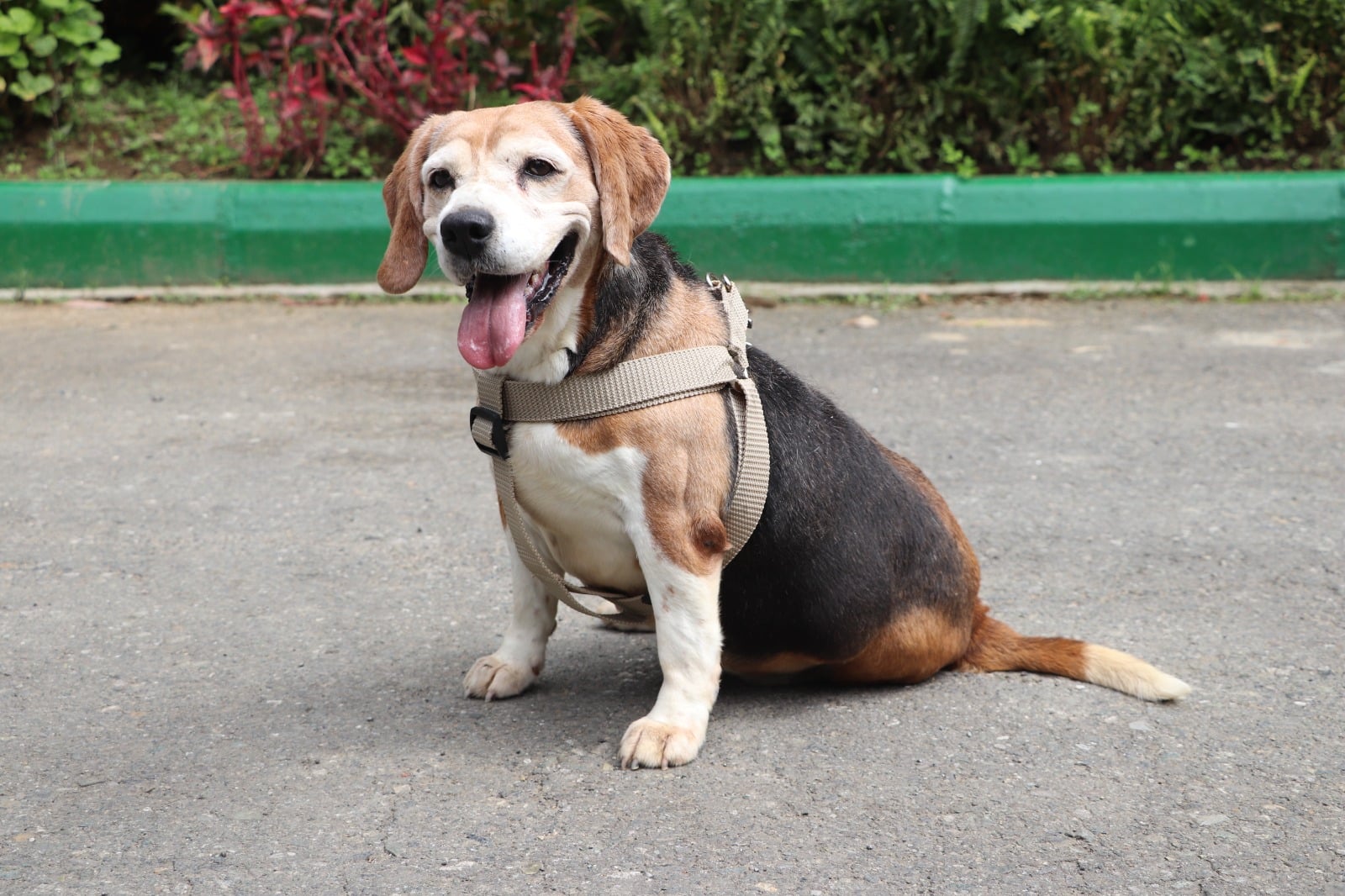 Habrá adoptatón de mascotas para darles un hogar a perritos y gaticos de La Perla