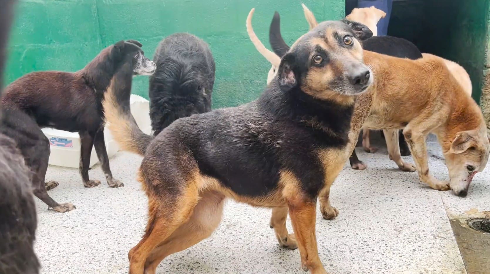 Sabuesos: la plataforma de adopción en Medellín