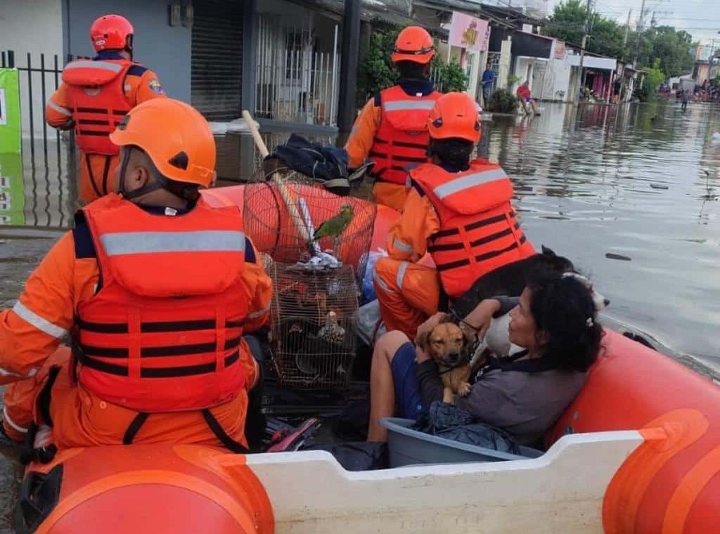 Más de 5.500 animales afectados por las inundaciones en Córdoba