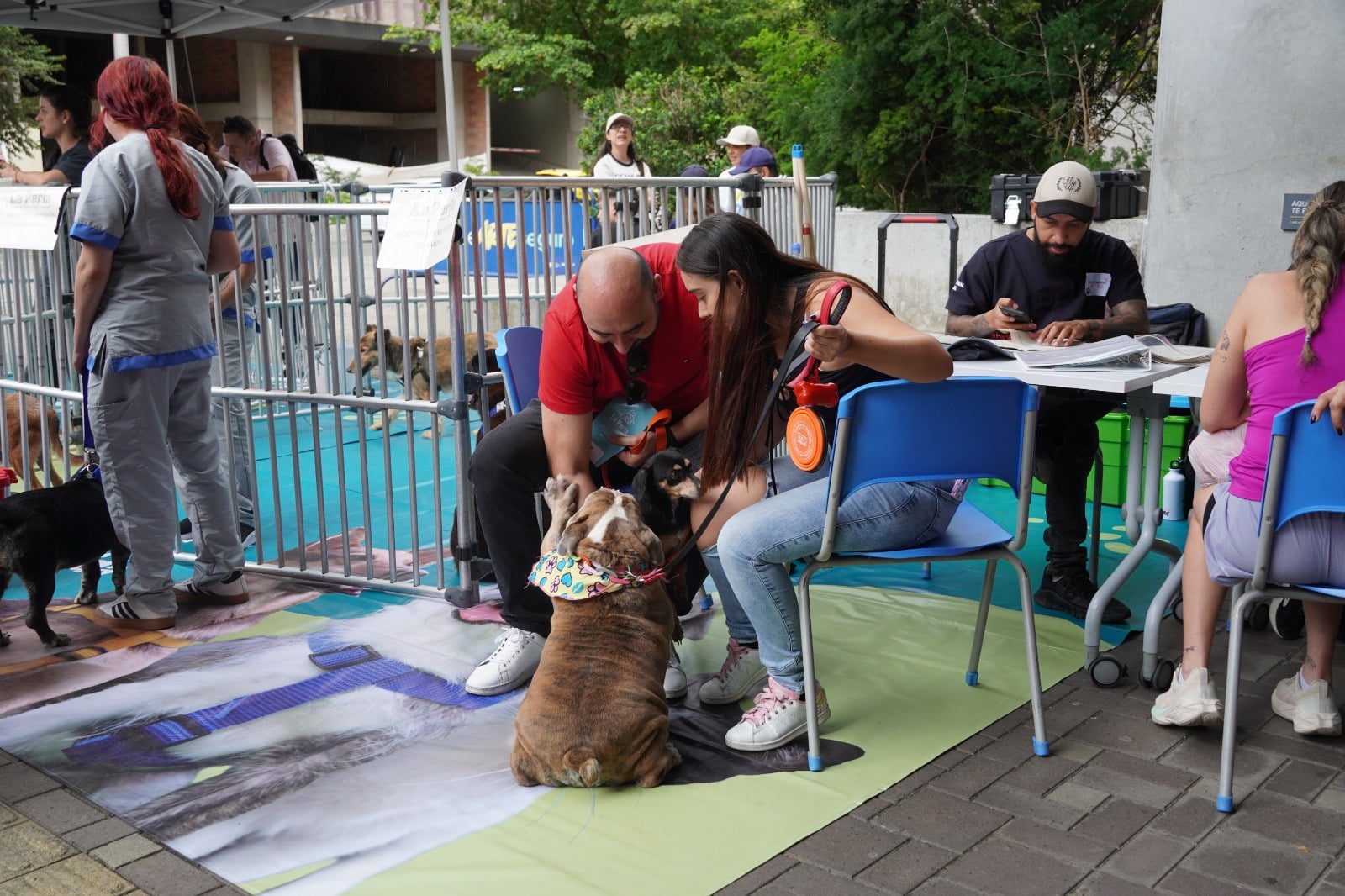 Medellín avanza en la creación de la política de protección  y bienestar animal